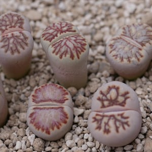 Lithops &#39;Kikukaseki&#39; &#39;Kikusiyo Giyoku&#39; | Lithops Levende Steen | Levende steen