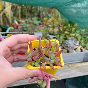 Collar de Rubí 'Little Pickles' Othonna Capensis - hermosa suculenta - corte o planta