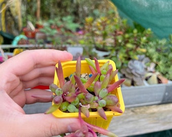 Ruby Necklace 'Little Pickles' Othonna Capensis - schöne Sukkulente - Steckling oder Pflanze