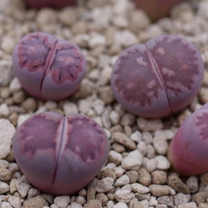 Lithops salicola Bacchus &#39;Sato&#39;s Violet&#39; | Violet Lithops | Lithops Levende Steen | Levende Steen