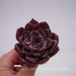 Peut inclure: Une plante succulente bordeaux foncé avec des feuilles épaisses, charnues et pointues disposées en une rosette symétrique serrée. La plante présente des tons rouge profond et violet sur tout le feuillage, avec le texte SucculentswithloveDE visible.