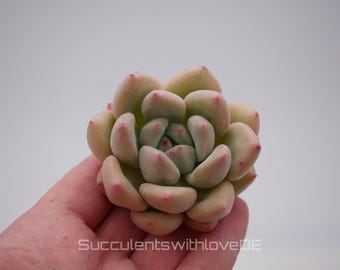 Echeveria 'Shanks' - una succulenta bella e rara - verde, gialla, rosa - propagazione tramite foglia o pianta