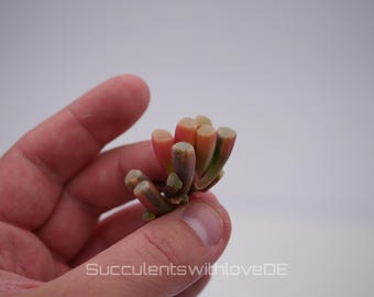 Fenestraria aurantiaca variegata Baby Toes succulenta vivente - rara pianta da finestra Baby toes verde rosa arancione - pianta