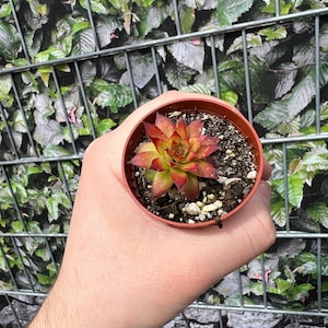 Sempervivum heuffelii &#39;Escarabajo de oro&#39; | Sempervivum Stone Rose Houseleek Roofroot |  hermosa y colorida raíz del techo