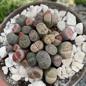 Può includere: Primo piano di un vaso con piccole succulente rotonde, verdi, marroni e rosse. Le succulente sono disposte in cerchio e circondate da ciottoli bianchi.