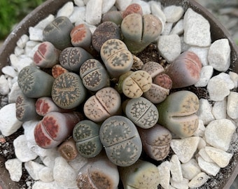 Lebende Steinpflanzen | Lithops Living Stone Sukkulenten | schöne farbige lebende Steine | SALE | small