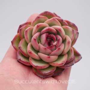 Könnte beinhalten: Nahaufnahme einer Sukkulentenpflanze mit grünen und rosafarbenen Blättern, die in Rosettenform angeordnet sind.