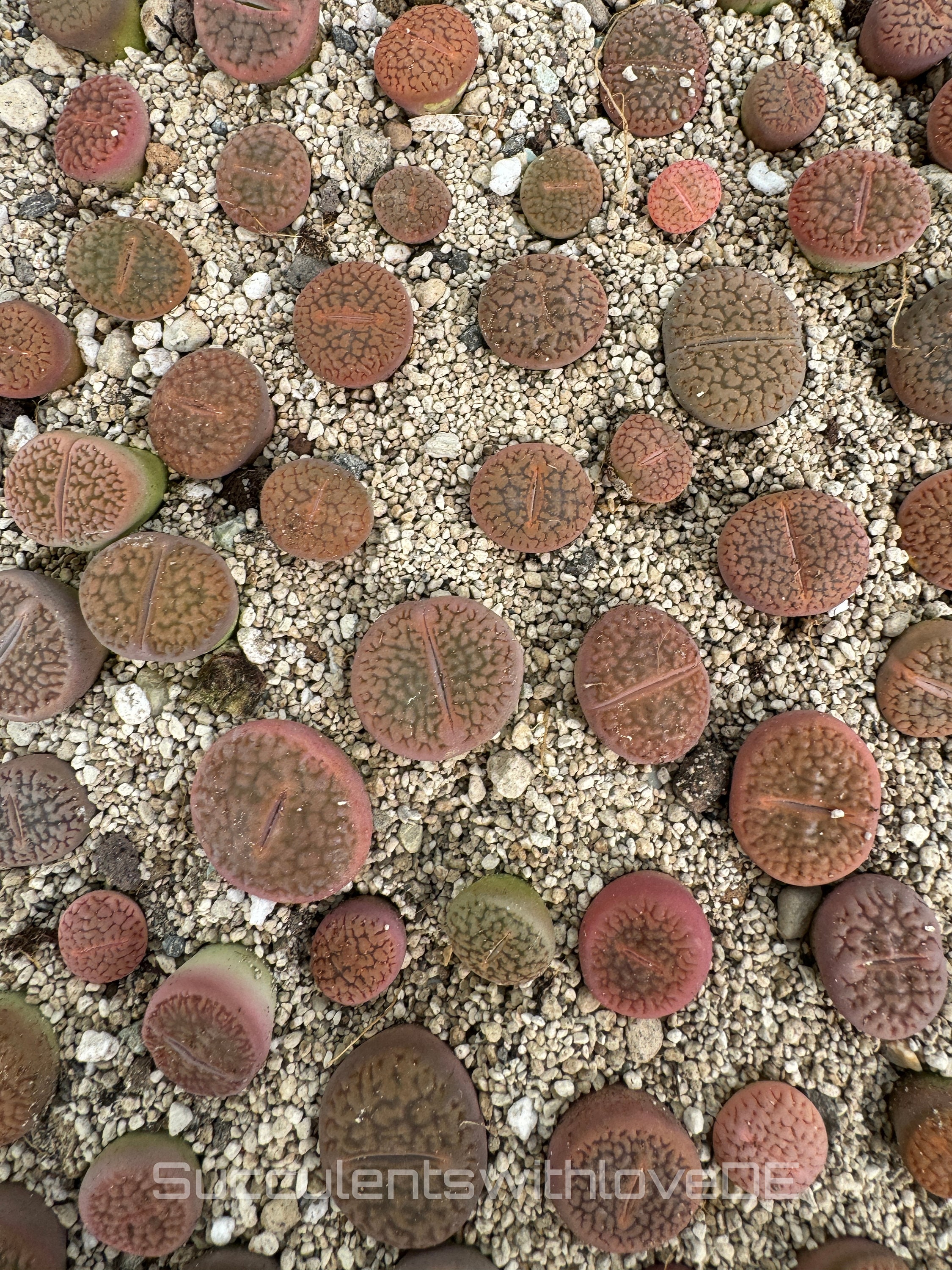 Cactus substrate - Etsy.de