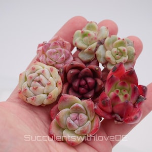 Mini succulent mix for weddings, as a gift or for your collection - beautiful colorful specimens