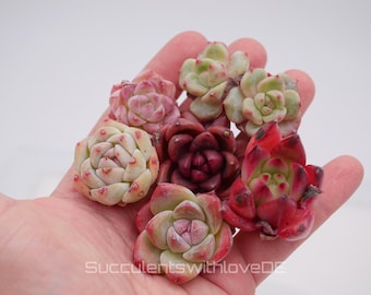 Mini Sukkulenten Mix für Hochzeiten, als Geschenk oder für deine Sammlung - schöne farbige Exemplare