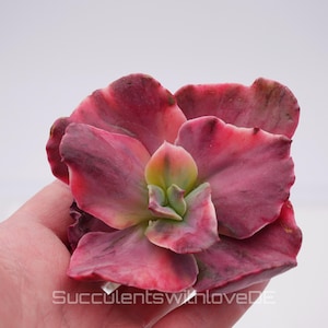 Könnte beinhalten: Nahaufnahme einer Sukkulentenpflanze mit rosa, roten und grünen Blättern. Die Pflanze wird in einer Hand gehalten.