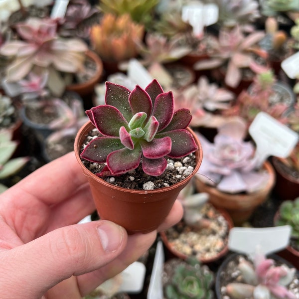 Echeveria pulvinata ‘Devotion’ - seltene und schöne Sukkulente - Vermehrungsblatt oder Pflanze