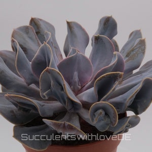 Echeveria &#39;Trompette&#39; - very rare and beautiful succulent - propagation leaf or plant