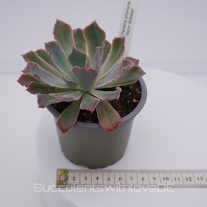 Echeveria &#39;Neon Breaker&#39; - rare succulent - propagation leaf or plant