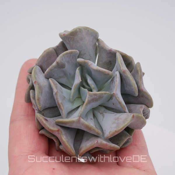 Echeveria 'Cubic Frost' - seltene und schöne Sukkulente - Vermehrungsblatt oder Pflanze