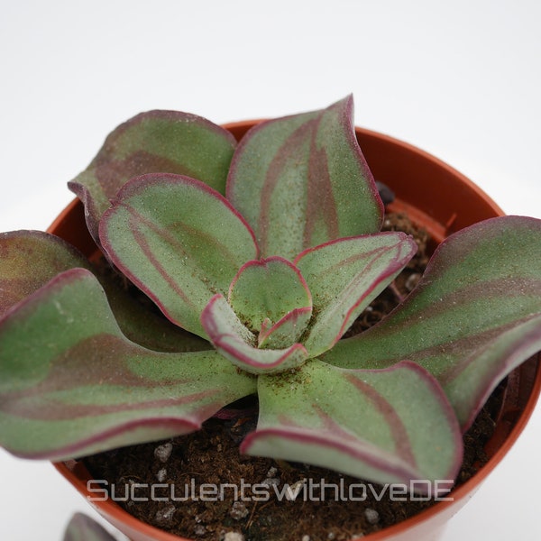 Echeveria 'nodulosa' - seltene Sukkulente - Pflanze oder Vermehrungsblatt