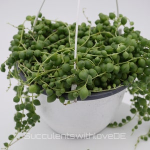 Senecio rowleyanus - String of Pearls plant - easy-care green hanging succulent - 2 cuttings
