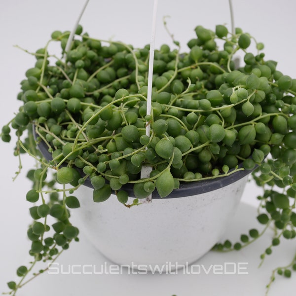 Senecio Rowleyanus (Pea Plant) - 2 x cuttings