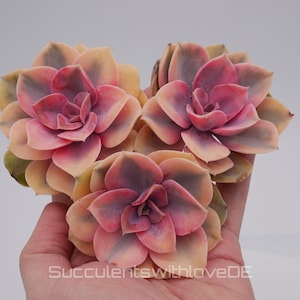 Echeveria &#39;Rainbow&#39; - beautiful and rare succulent - yellow green red succulent - propagation leaf or plant