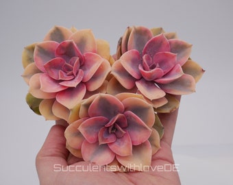 Echeveria Rainbow, succulenta vivente - rara pianta d'appartamento colorata giallo verde rosso - pianta di facile cura, propagazione foglia o pianta