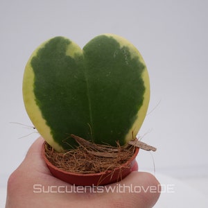 Hoya kerrii variegated - Etsy.de