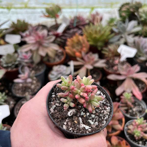 Sedum Rubrotinctum Aurora 'Jelly Beans' - plant of stek