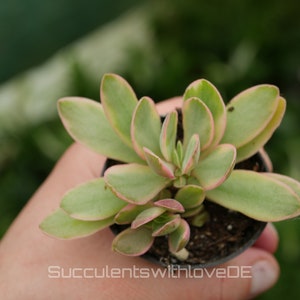 Peut inclure: Une petite plante succulente avec des feuilles vertes et des bords roses, en pot dans un pot en plastique noir. La plante est tenue dans une main.