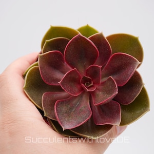 Echeveria 'Red Ruby' - seltene Sukkulente - Pflanze oder Vermehrungsblatt