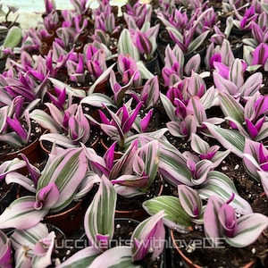 Tradescantia Albiflora ‘Nanouk’ - schöne Pflanze in grün, violett und weiß - Steckling und Pflanze