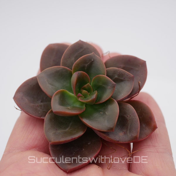 Echeveria 'Melaco' - schöne und seltene Sukkulente - Vermehrungsblatt oder Pflanze