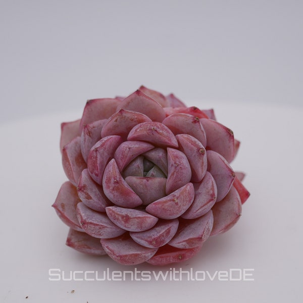 Echeveria 'Amazing Grace' - schöne und sehr seltene Sukkulente - rosa Sukkulente - Pflanze * Korea Import *