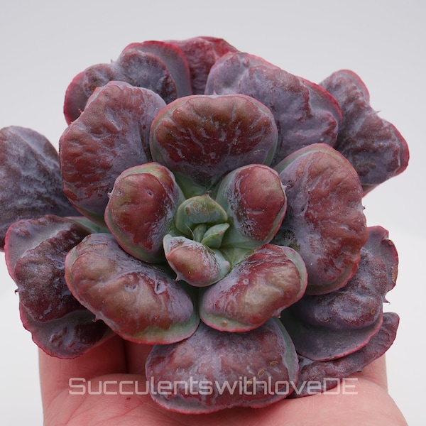 Echeveria 'Heart's Delight' - prachtige en zeer zeldzame vetplant - vermeerdering blad of stek * Korea Import *