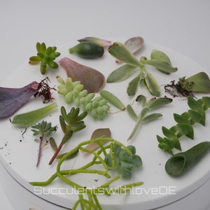 Può includere: Una collezione di talee di piante succulente su una superficie bianca. Le talee sono di varie tonalità di verde, viola e marrone. Le talee sono disposte in un motivo circolare. Il testo "SucculentswithloveDE" è visibile nella parte inferiore dell'immagine.