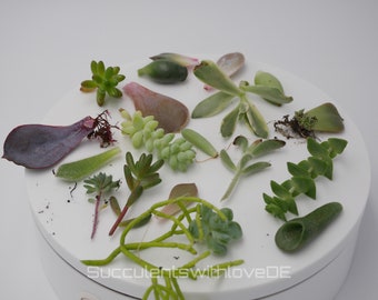 Sukkulenten Stecklinge und Vermehrungsblätter | Verschiedene Sorten