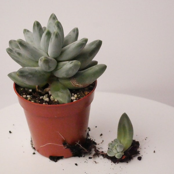 Pachyphytum compactum 'Little Jewel' - 1x Vermehrungsblatt