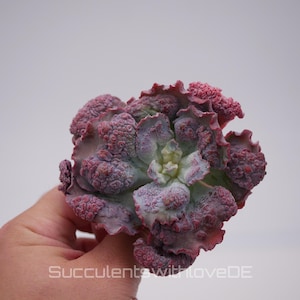 Op de afbeelding: Een vetplant met gegolfde, gekrulde bladeren in tinten dieppaars, roze en gedempt groen. De bladeren hebben een textuur met bultjes en een rozetvormige rangschikking. De tekst "SucculentswithloveDE" staat onderaan de afbeelding gedrukt.