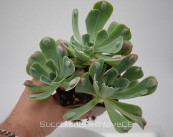 Echeveria Raindrops succulenta - rara rosetta blu-verde con vistose protuberanze sulle foglie - pianta, cespuglio o foglia di propagazione