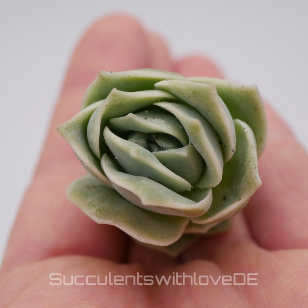 x Graptoveria Echeveria 'Lovely Rose' - schöne und seltene Sukkulente - grüne Sukkulente - Vermehrungsblatt oder Pflanze