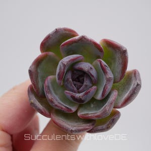 Echeveria 'Black Monroe' - prachtige en zeldzame vetplant - vetplant - plant * Korea Import *