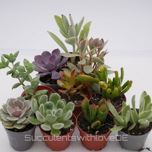 Set con 5 o 10 suculentas diferentes en maceta de 5,5 cm | paquete mixto | Echeveria y Crassula