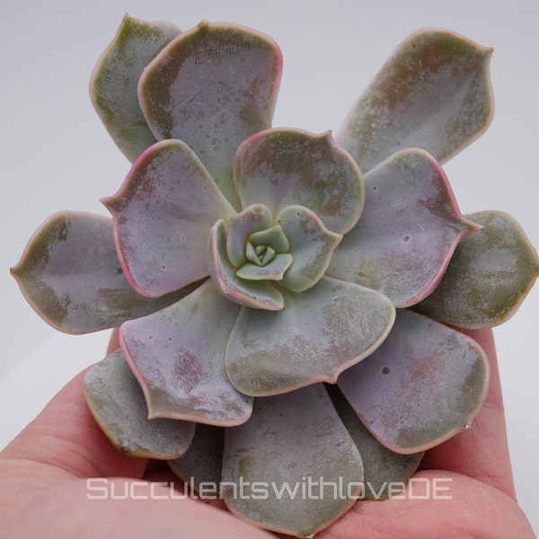 Graptoveria 'Demie Lune' - seltene und schöne Sukkulente - 1 x Vermehrungsblatt