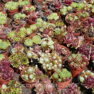 Sempervivum Rockrose Houseleek Roofleek | Mix package of 6 or 10 different Sempervivum | beautiful and colorful varieties