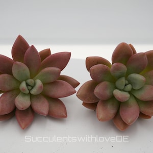 x Graptoveria Pink Donna levende vetplant - zeldzame roze-perzikkleurige kamerplant met groen hart - plant of stekblad