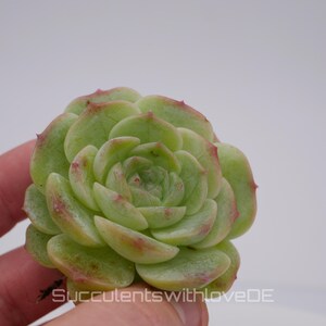 Pode incluir: Um close-up de uma planta suculenta verde com pontas vermelhas nas folhas. A planta tem a forma de uma roseta e uma aparência delicada.