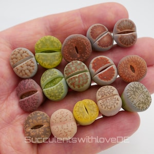 Living Stone Plants | Lithops Living Stone Succulents | Beautiful colored living stones | SALE | medium