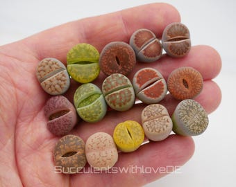 Lebende Steinpflanzen | Lithops Living Stone Sukkulenten | schöne farbige lebende Steine | SALE | medium