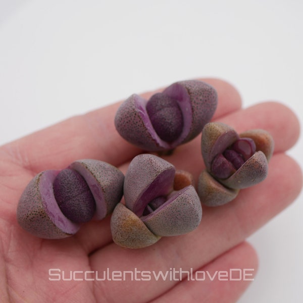 Lebender Granit | Pleiospilos nelii 'Royal Flush' | Split Rock Living Stone Succulents