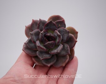 Echeveria Black Chocolate, suculenta viva - planta de interior rara, de cor marrom-escura a preta - propagação por folha ou planta.
