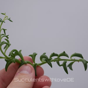 Peut inclure: Gros plan d'une plante succulente verte avec des feuilles en forme de dauphin. La plante est tenue dans une main sur un fond uni. Le texte "SucculentswithloveDE" est visible dans le coin inférieur droit.
