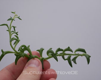 Senecio Peregrinus (dolphin plant) - 2 x cuttings or in a 5.5 cm pot